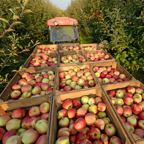 Äpfel (Gravensteiner)