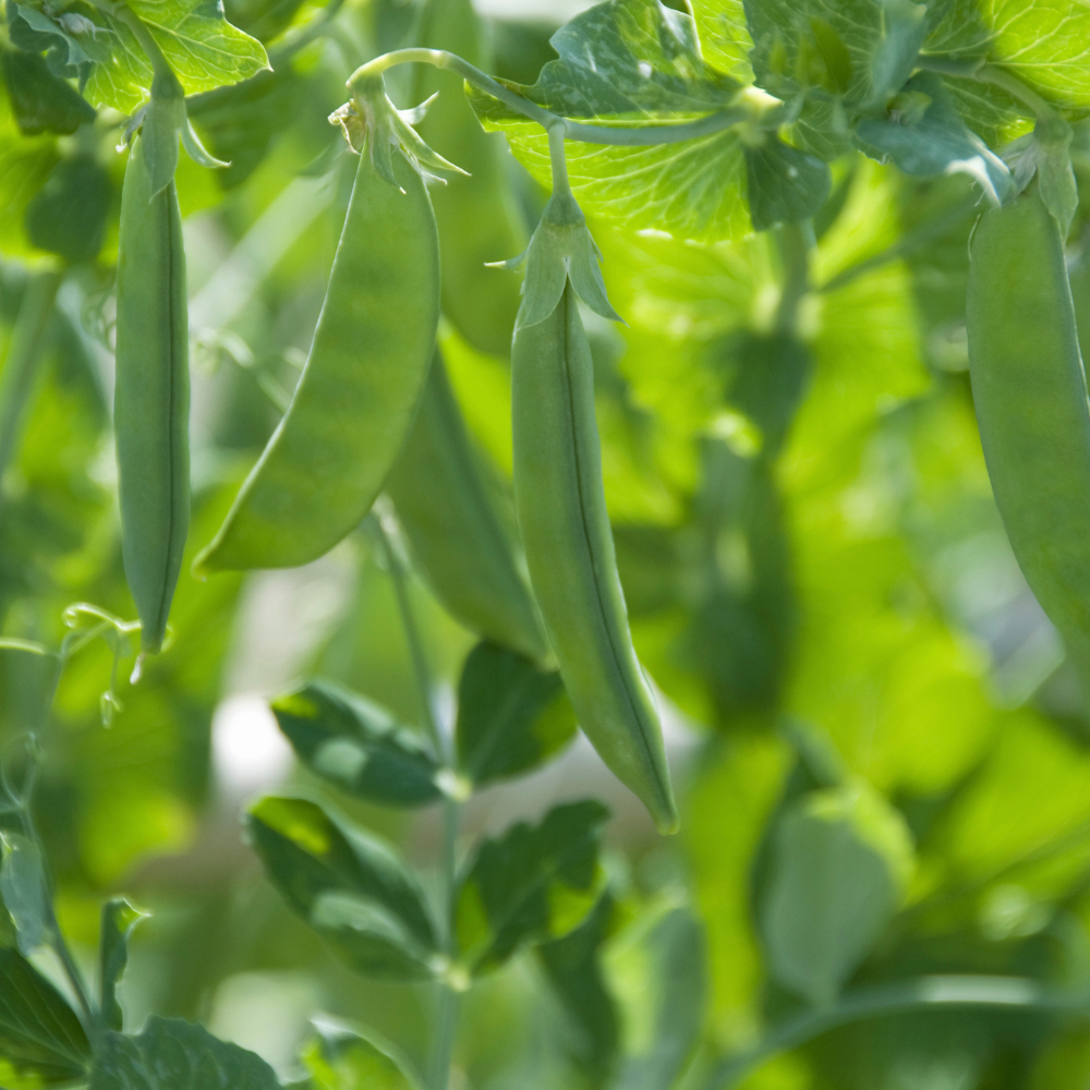 Zuckererbsen | Kaiserschoten