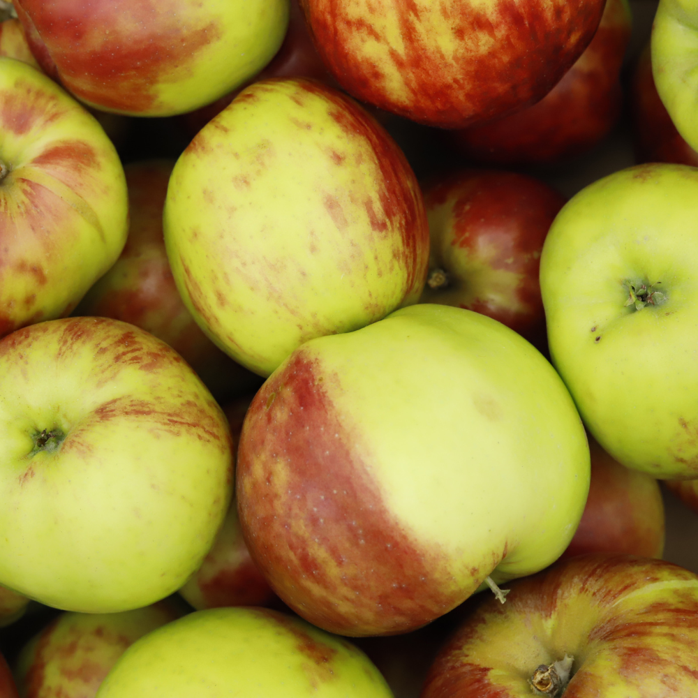 Äpfel (Gravensteiner)