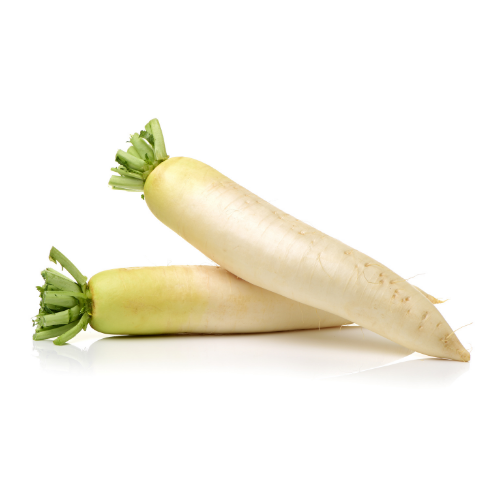 Rettich