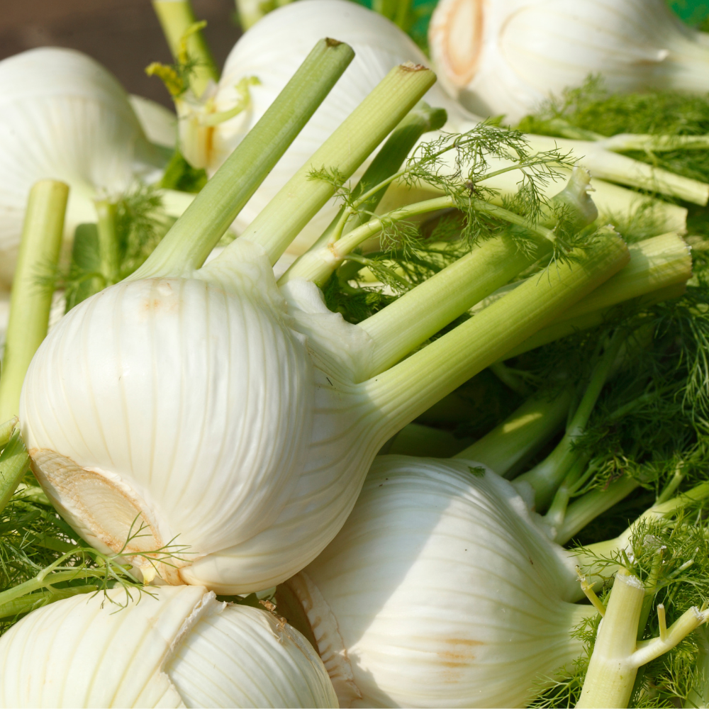 Fenchel