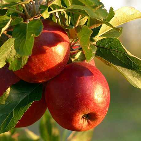 Äpfel (Red Prince)