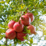 Granatapfelsaft