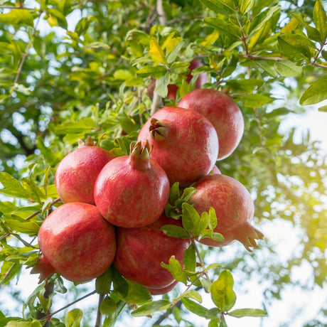Granatapfelsaft
