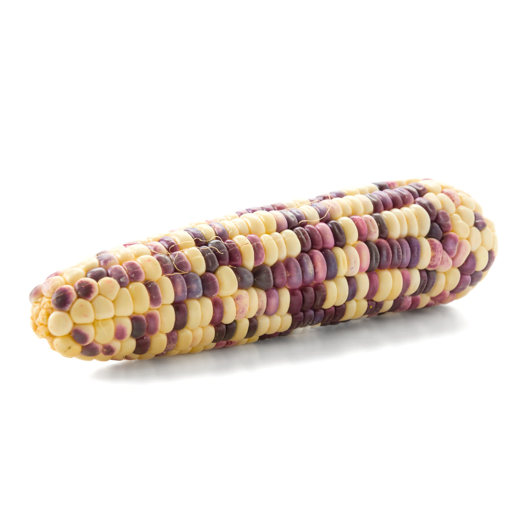 Bunter Mais (Waxy Corn)